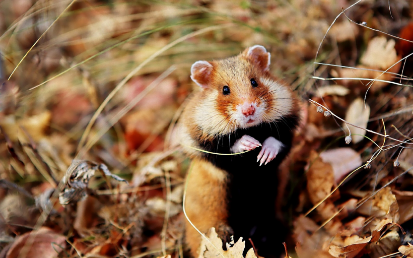 超可爱超萌的小仓鼠图片