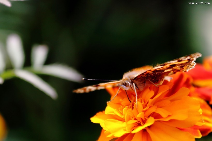 可爱蝴蝶图片大全