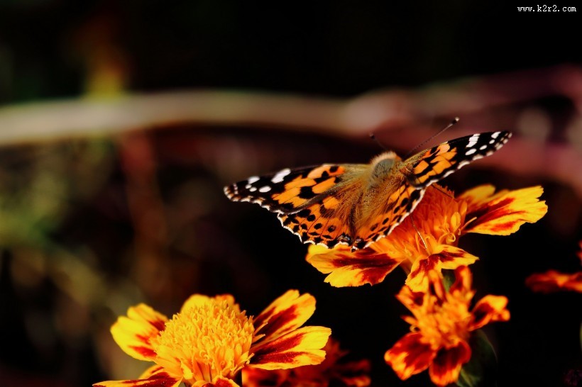 可爱蝴蝶图片大全