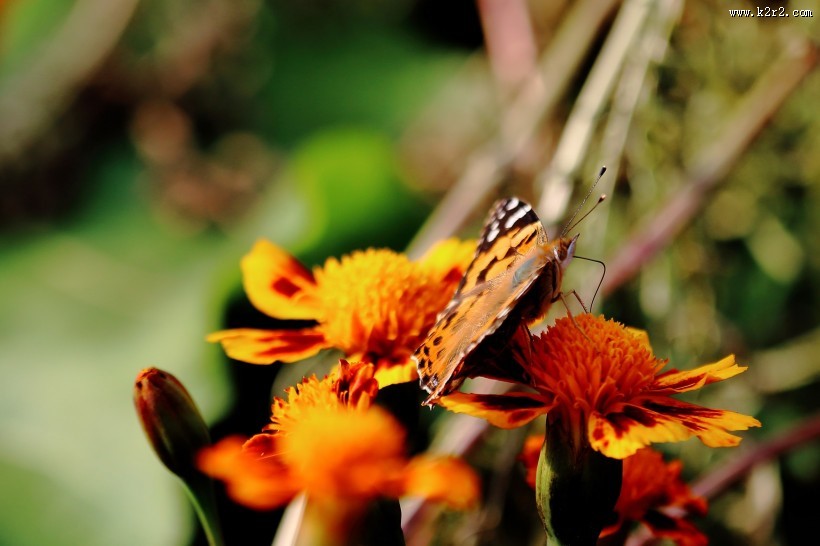 可爱蝴蝶图片大全