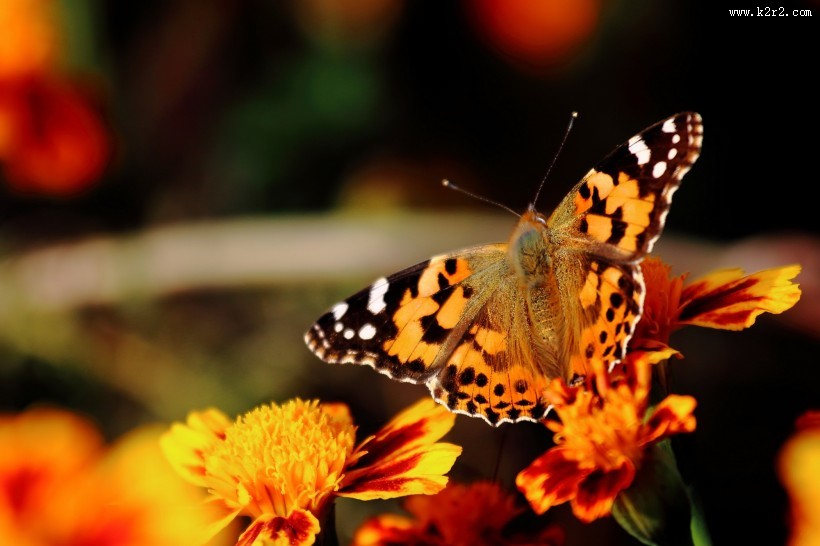 可爱蝴蝶图片大全