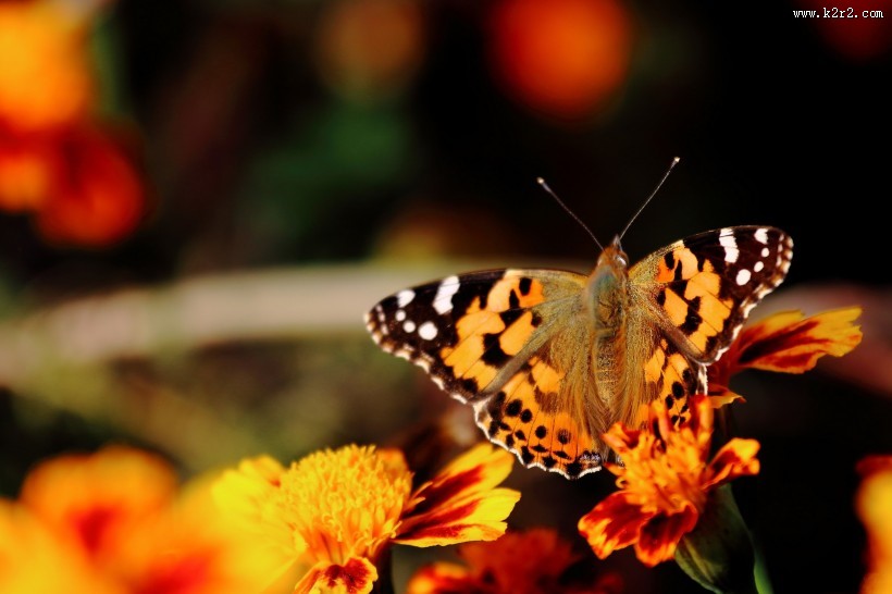 可爱蝴蝶图片大全