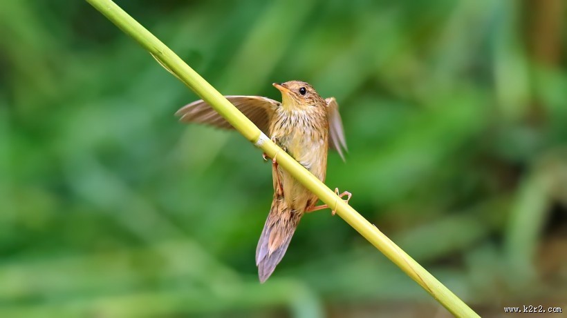行踪神秘的小蝗莺图片