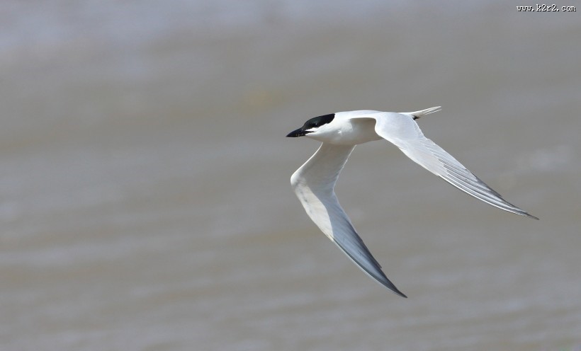 中型水禽之鸥嘴噪鸥图片
