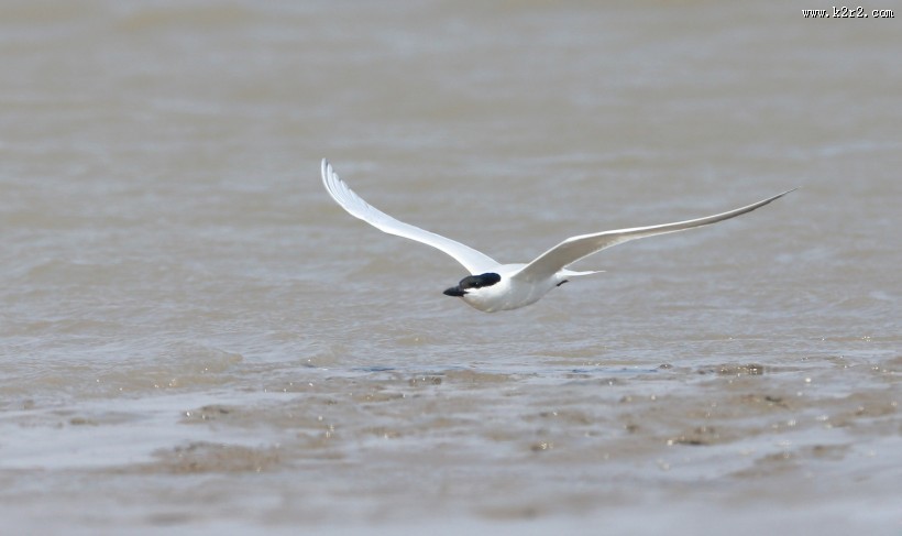 中型水禽之鸥嘴噪鸥图片