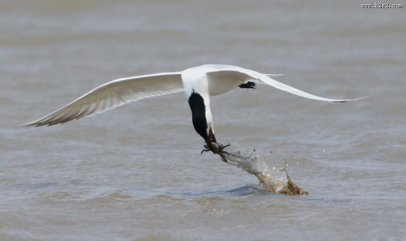 中型水禽之鸥嘴噪鸥图片