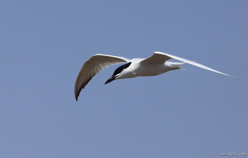 中型水禽之鸥嘴噪鸥图片