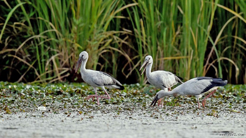 鹳科动物之钳嘴鹳图片