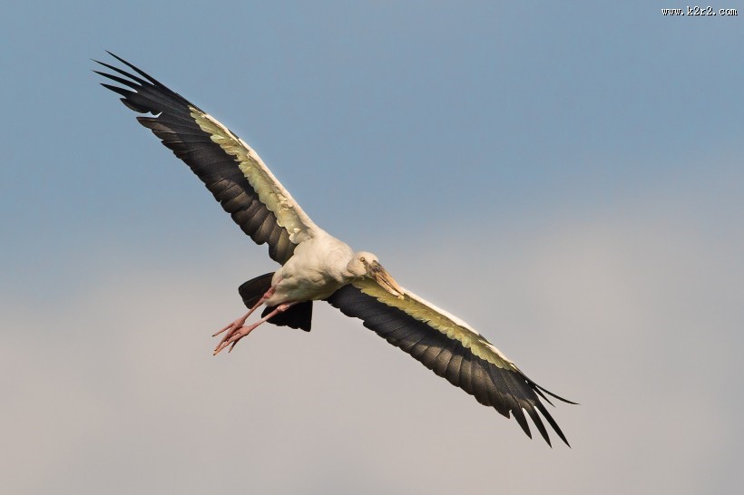 鹳科动物之钳嘴鹳图片