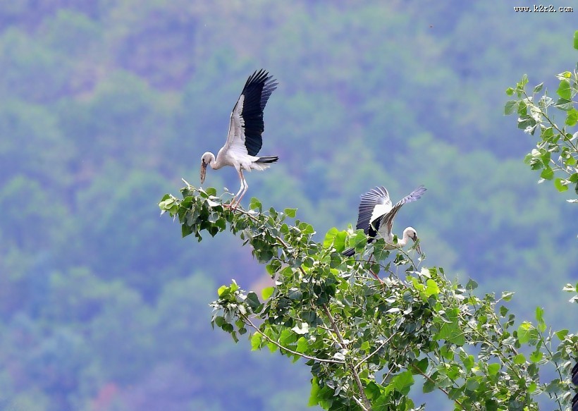 鹳科动物之钳嘴鹳图片