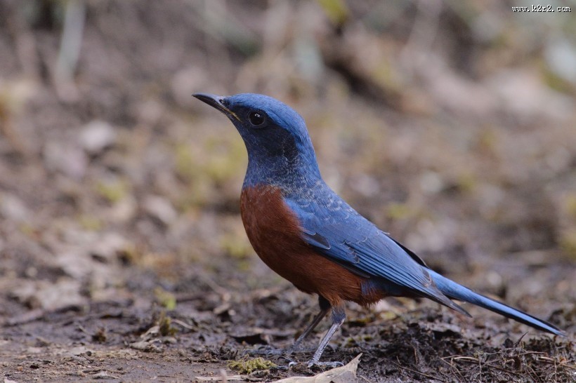 栗腹矶鸫雄鸟图片