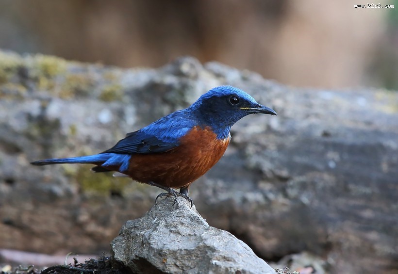 栗腹矶鸫雄鸟图片