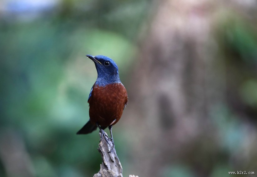 栗腹矶鸫雄鸟图片