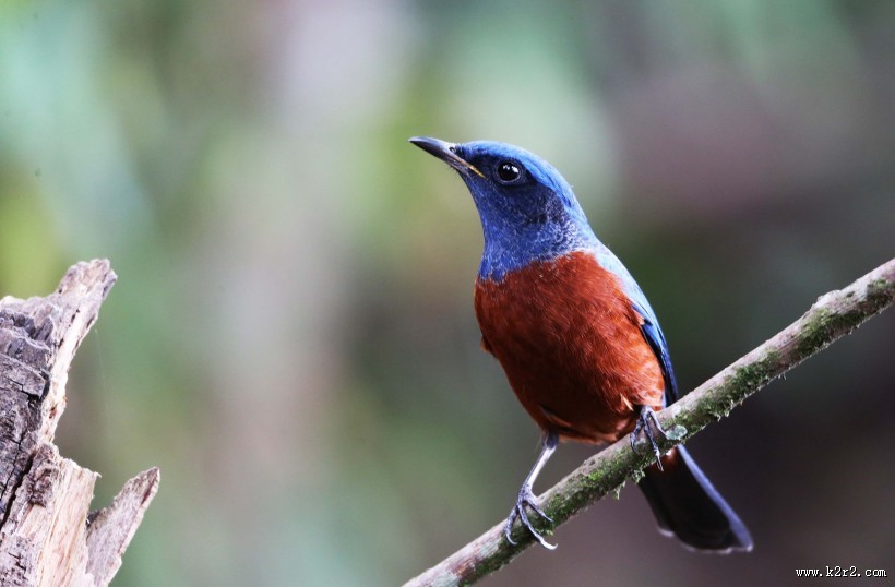 栗腹矶鸫雄鸟图片
