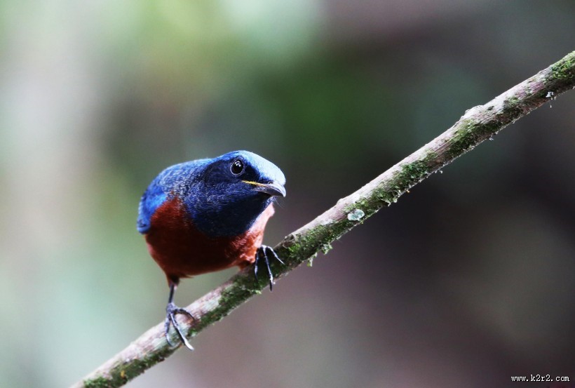 栗腹矶鸫雄鸟图片