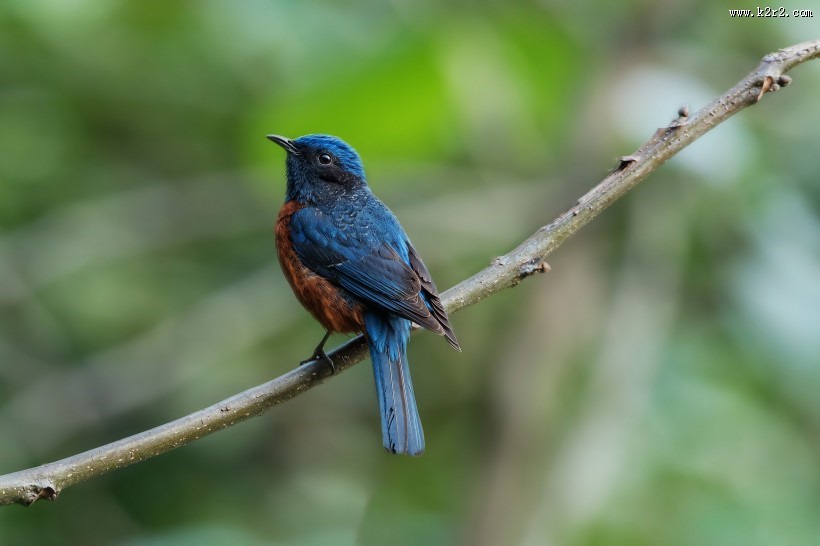 栗腹矶鸫雄鸟图片