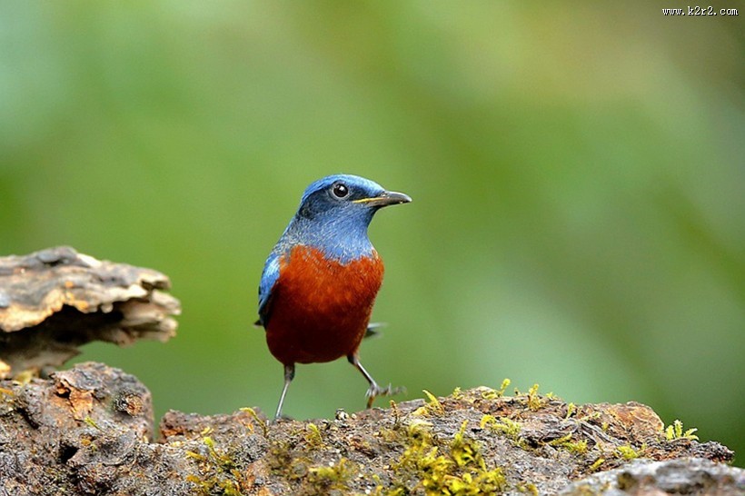 栗腹矶鸫雄鸟图片