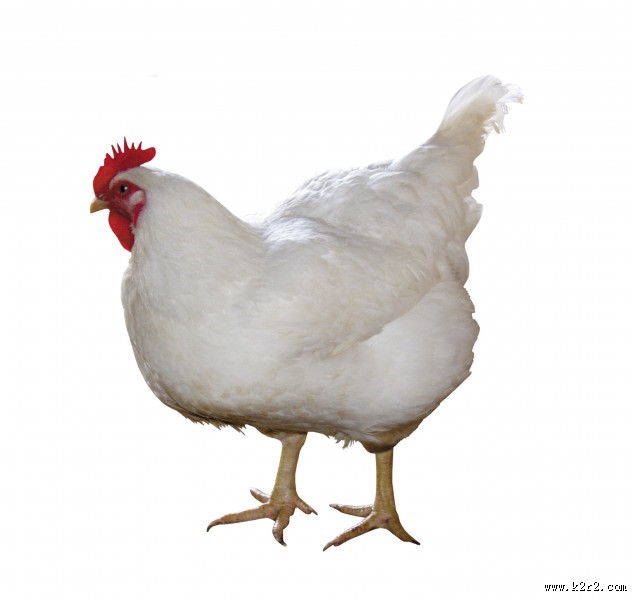 胖胖的母鸡图片