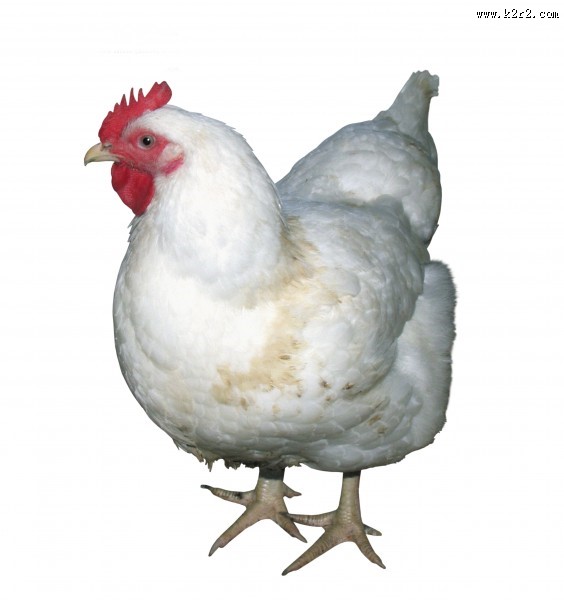 胖胖的母鸡图片