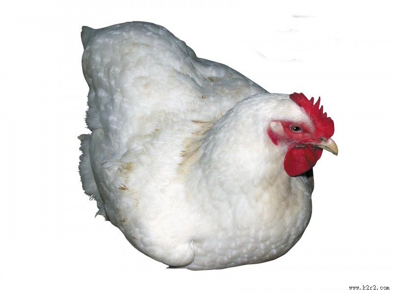 胖胖的母鸡图片