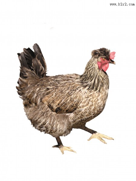 胖胖的母鸡图片