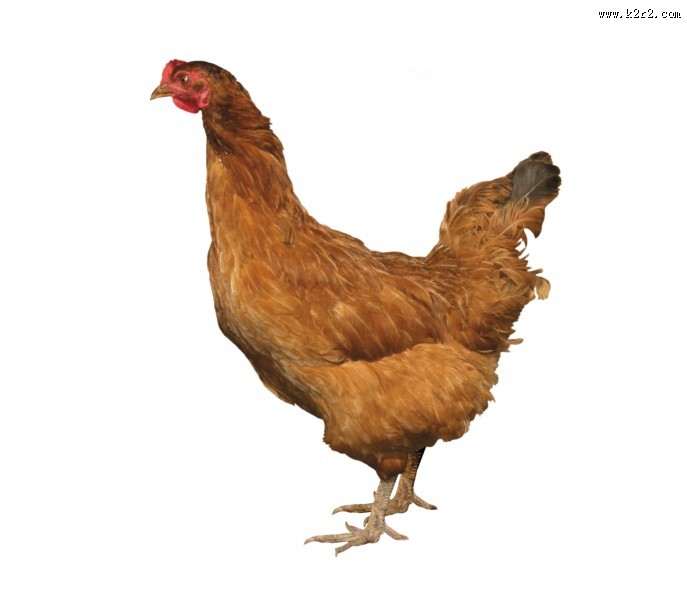 胖胖的母鸡图片