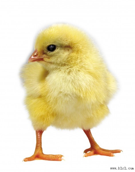超萌可爱的小鸡图片