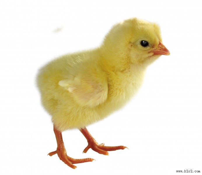 超萌可爱的小鸡图片