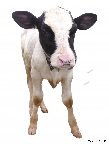 健壮的小牛犊图片