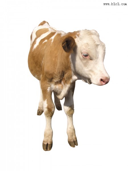 健壮的小牛犊图片