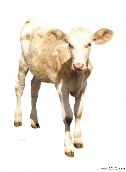健壮的小牛犊图片