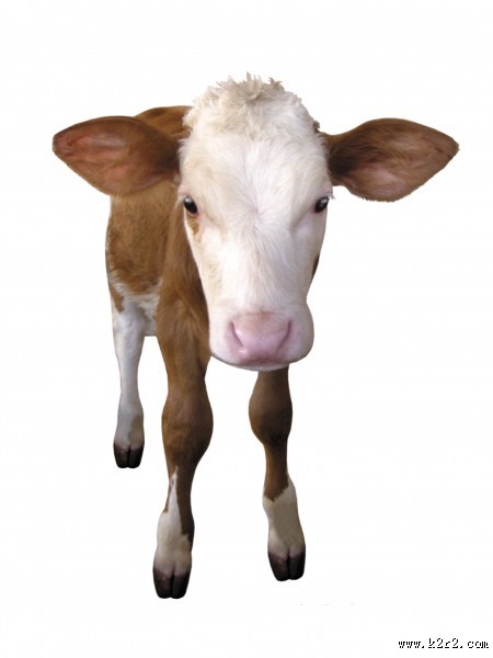 健壮的小牛犊图片