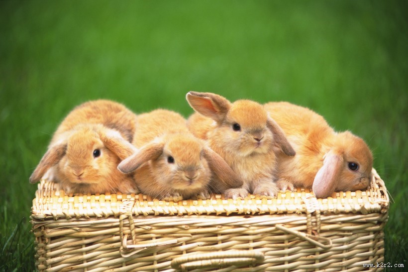 软萌可爱的小兔子图片大全