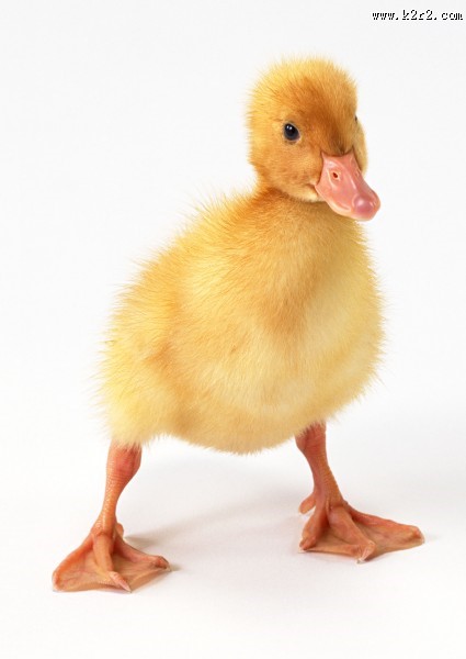 嫩黄色的小鸭子图片大全