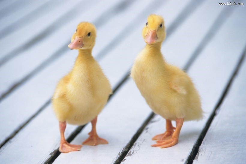 嫩黄色的小鸭子图片大全