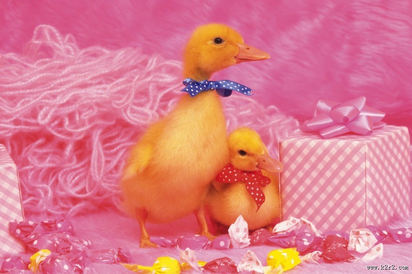 嫩黄色的小鸭子图片大全