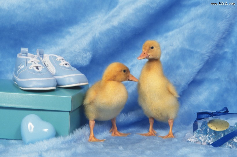 嫩黄色的小鸭子图片大全