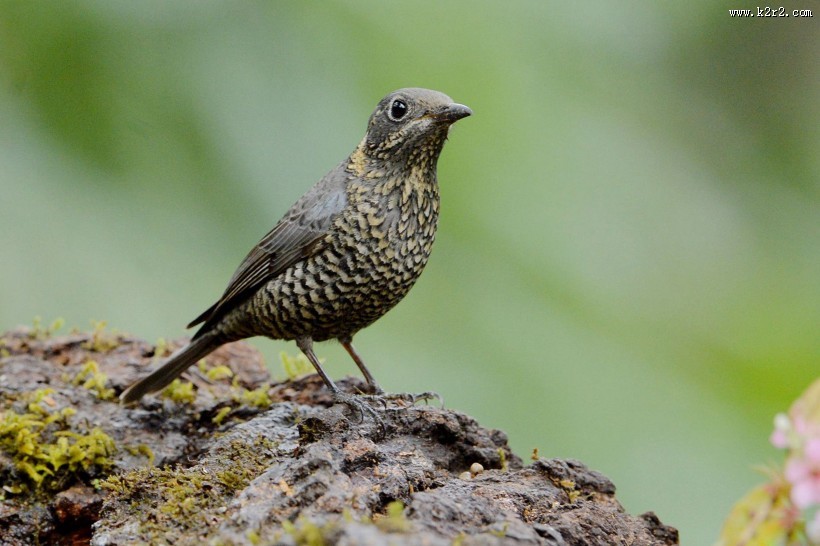 栗腹矶鸫雌鸟图片