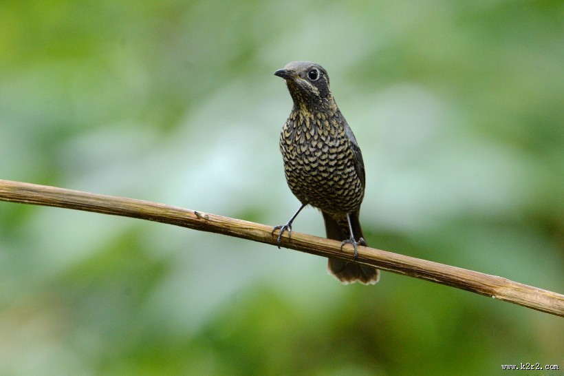 栗腹矶鸫雌鸟图片大全