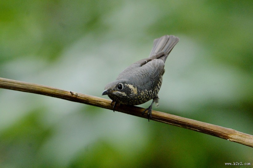 栗腹矶鸫雌鸟图片大全