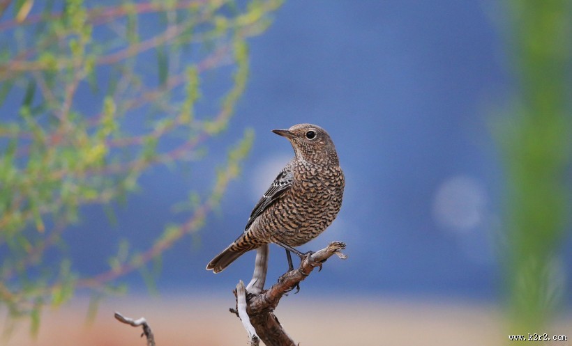 栗腹矶鸫雌鸟图片大全