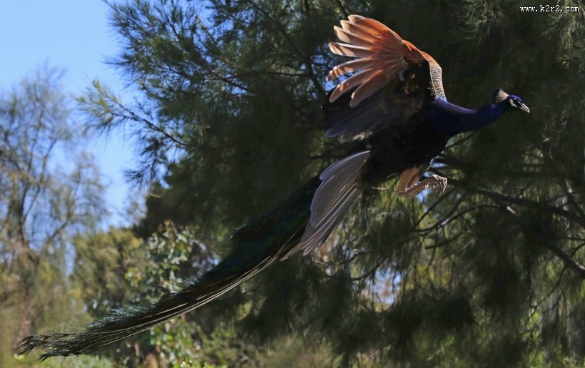 骄傲的孔雀图片大全