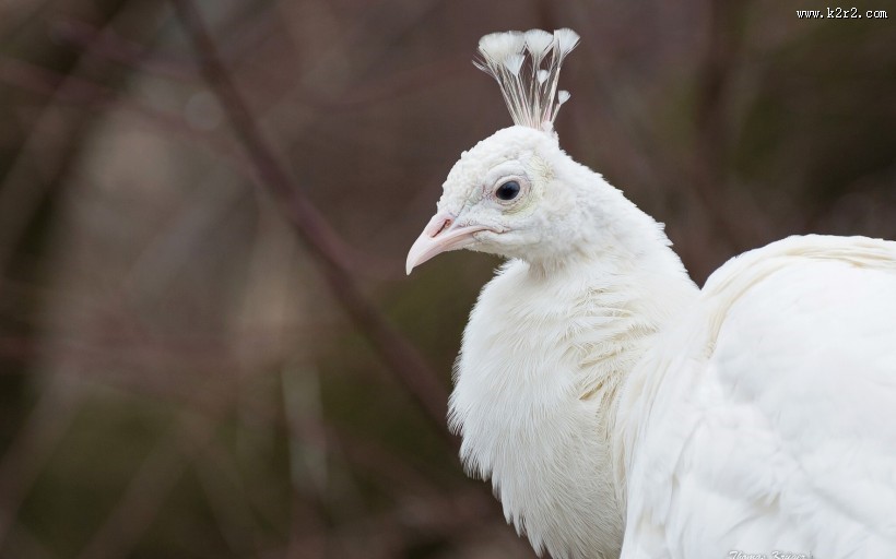 骄傲的孔雀图片大全