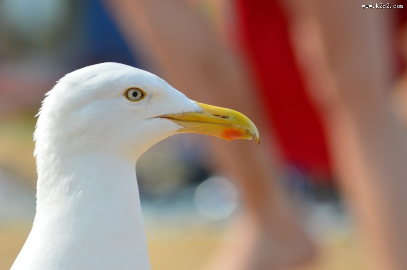 海上航行的“预报员”海鸥图片大全