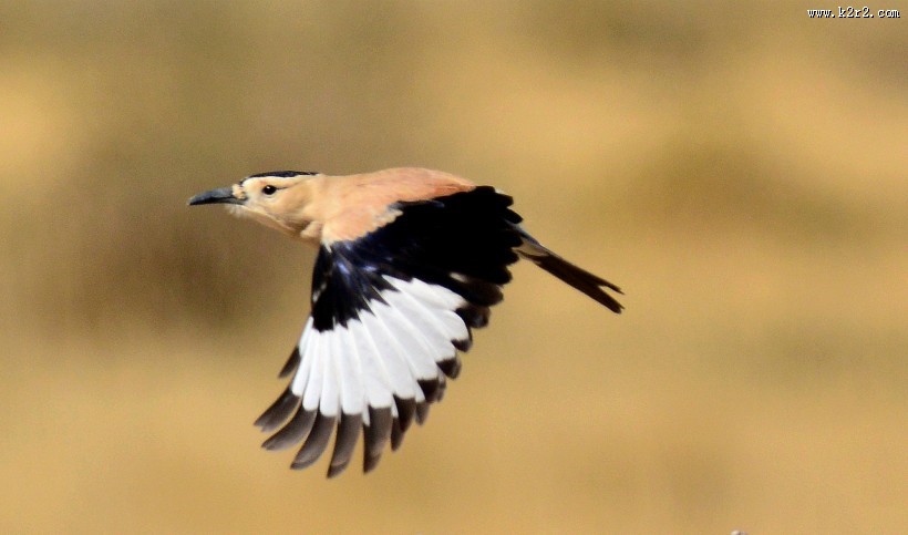 浅褐色的黑尾地鸦图片