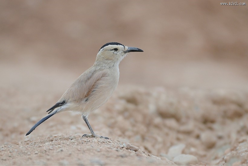 浅褐色的黑尾地鸦图片