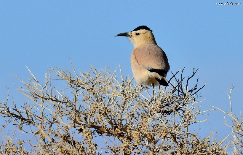 浅褐色的黑尾地鸦图片