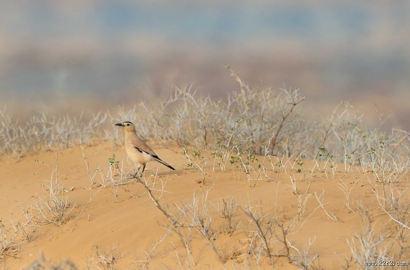 浅褐色的黑尾地鸦图片