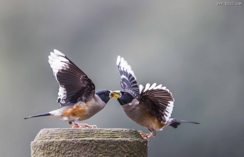 憨态可鞠的黑尾蜡嘴雀图片大全