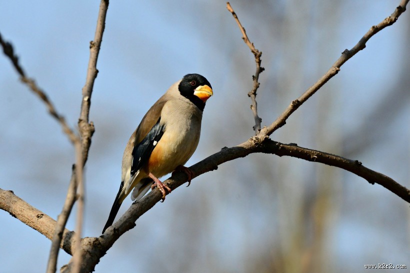 憨态可鞠的黑尾蜡嘴雀图片大全